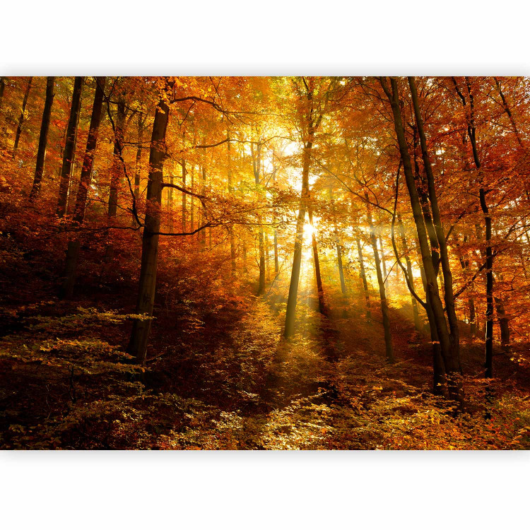 Wall Mural Autumn landscape - trees with yellow leaves in sunlight 92061 additionalImage 5