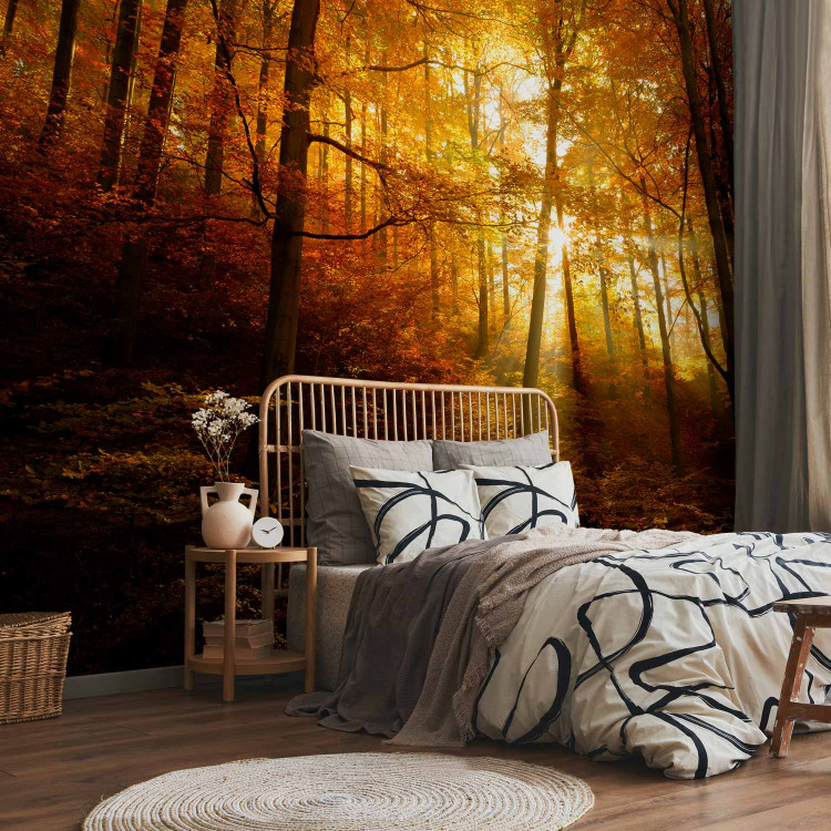 Wall Mural Autumn landscape - trees with yellow leaves in sunlight 92061 additionalImage 2