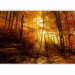 Wall Mural Autumn landscape - trees with yellow leaves in sunlight 92061 additionalThumb 5