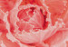 Wall Poster Artistry of Delicacy - unique composition with pink flower petals 117771 additionalThumb 9