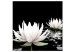 Canvas Print Lotus Flowers (1 Part) Square 121871