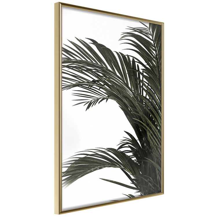 Wall Poster Jungle Treasures - green leaves of tropical plant on white background 123671 additionalImage 14
