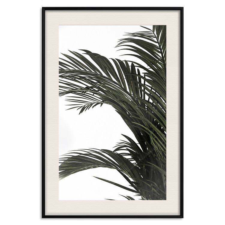 Wall Poster Jungle Treasures - green leaves of tropical plant on white background 123671 additionalImage 18