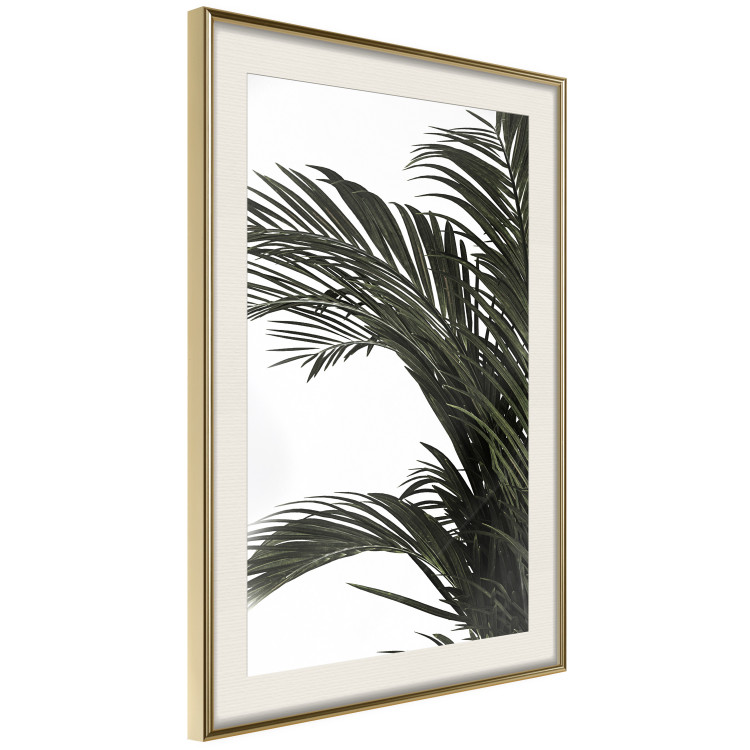 Wall Poster Jungle Treasures - green leaves of tropical plant on white background 123671 additionalImage 2