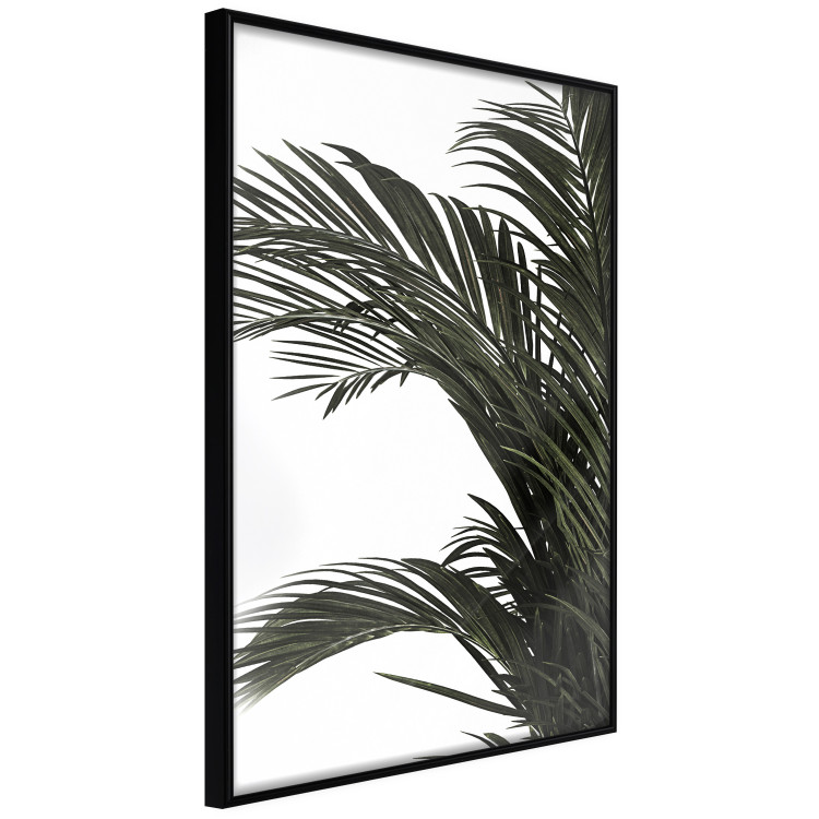 Wall Poster Jungle Treasures - green leaves of tropical plant on white background 123671 additionalImage 10