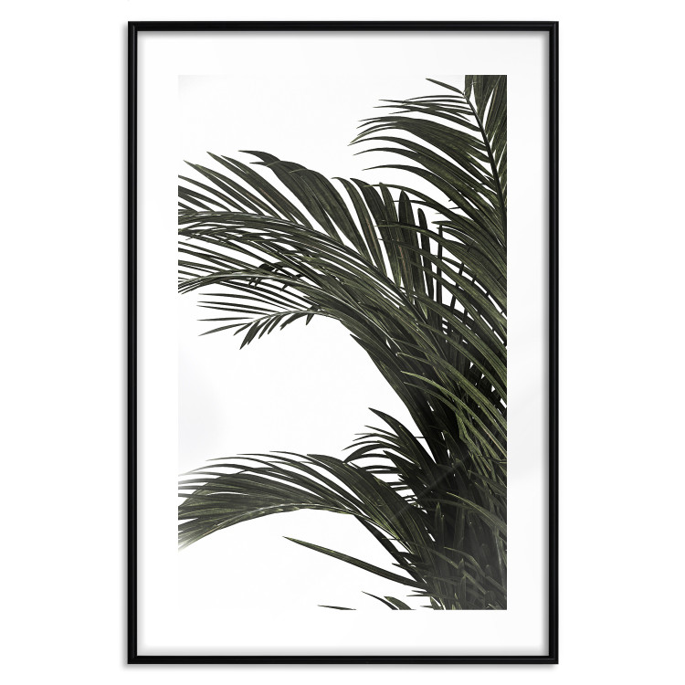 Wall Poster Jungle Treasures - green leaves of tropical plant on white background 123671 additionalImage 17