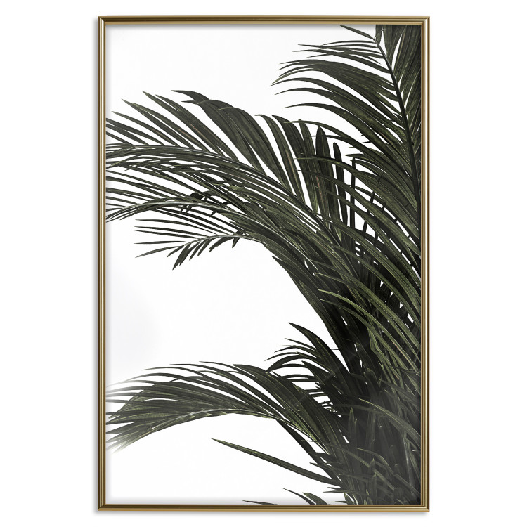 Wall Poster Jungle Treasures - green leaves of tropical plant on white background 123671 additionalImage 20