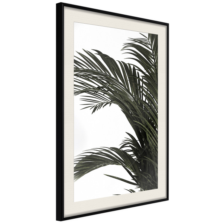 Wall Poster Jungle Treasures - green leaves of tropical plant on white background 123671 additionalImage 3