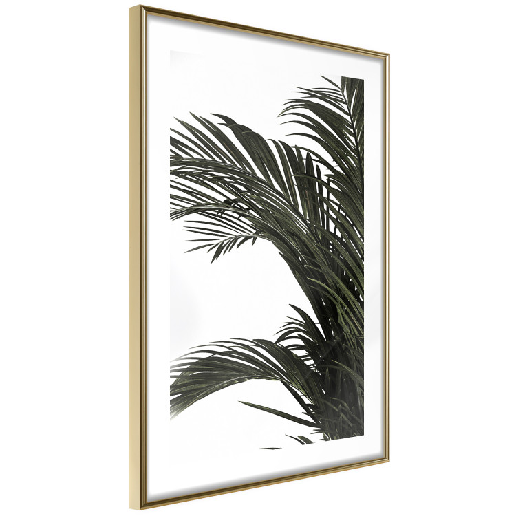 Wall Poster Jungle Treasures - green leaves of tropical plant on white background 123671 additionalImage 8