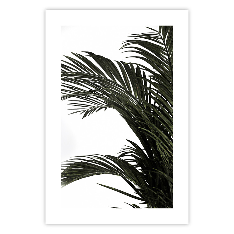 Wall Poster Jungle Treasures - green leaves of tropical plant on white background 123671 additionalImage 25