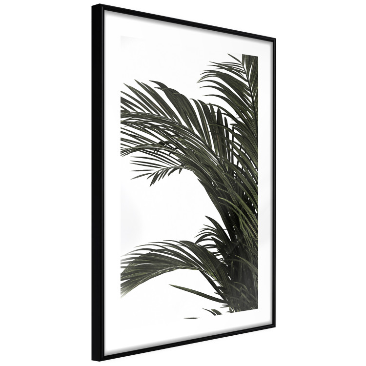 Wall Poster Jungle Treasures - green leaves of tropical plant on white background 123671 additionalImage 11