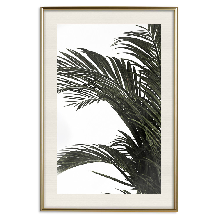 Wall Poster Jungle Treasures - green leaves of tropical plant on white background 123671 additionalImage 19