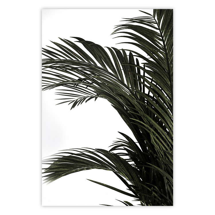 Wall Poster Jungle Treasures - green leaves of tropical plant on white background 123671