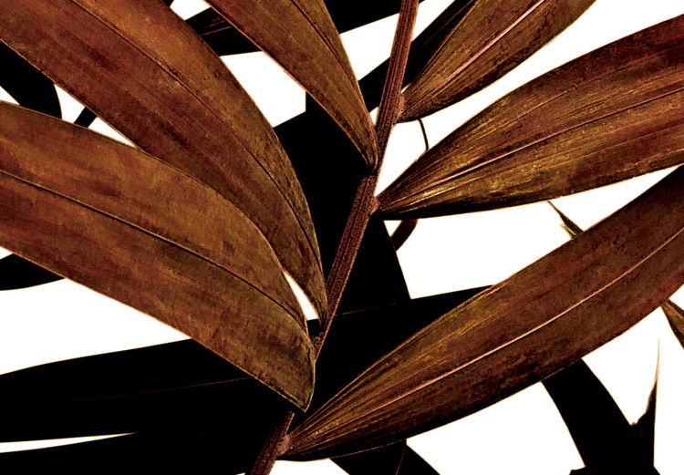 Poster Sunny Effect - tropical leaf in brown hue on white background 123771 additionalImage 10