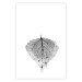 Wall Poster Macro Leaf - black and white leaf texture on a plain white background 129771