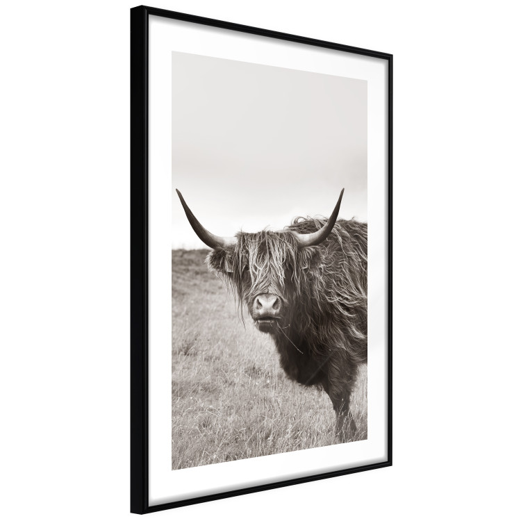 Wall Poster Ancient - animal with long hair against a field and clear sky 130271 additionalImage 8