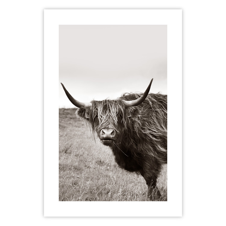 Wall Poster Ancient - animal with long hair against a field and clear sky 130271 additionalImage 25