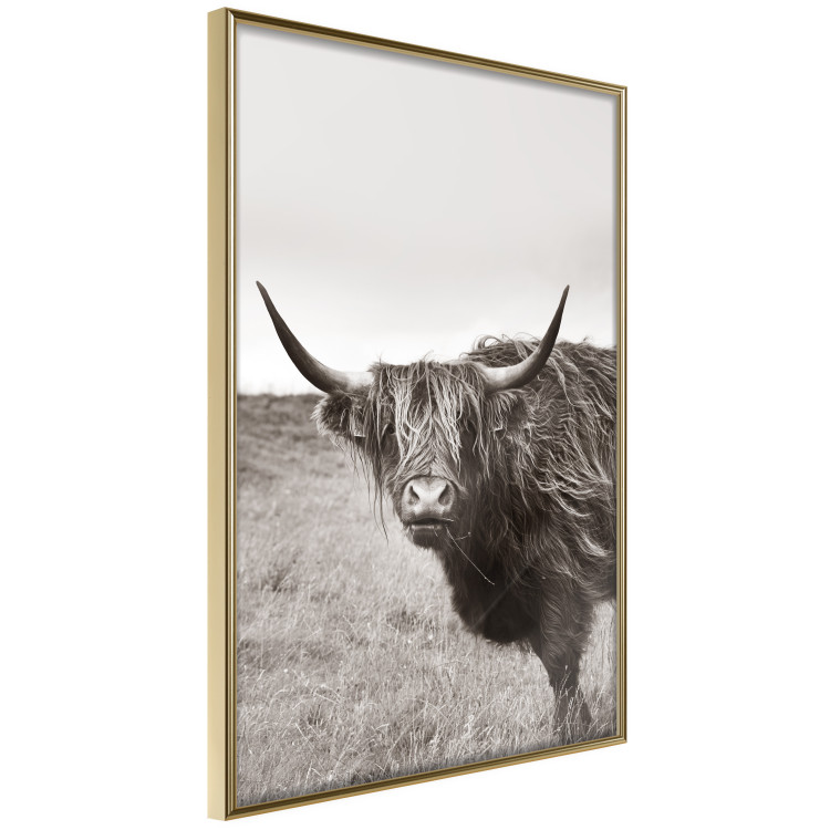 Wall Poster Ancient - animal with long hair against a field and clear sky 130271 additionalImage 12