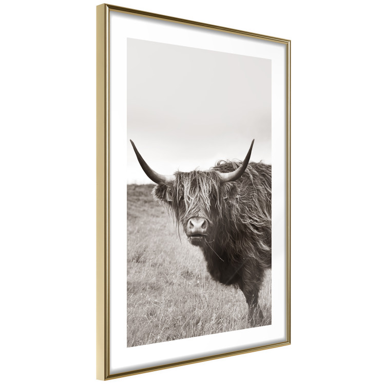 Wall Poster Ancient - animal with long hair against a field and clear sky 130271 additionalImage 9