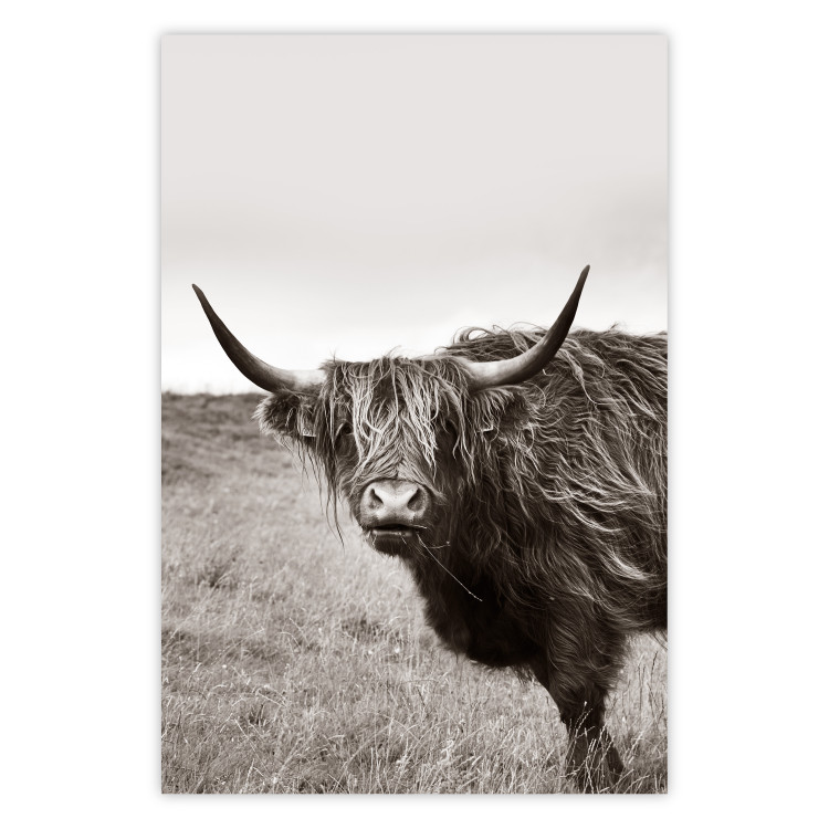 Wall Poster Ancient - animal with long hair against a field and clear sky 130271