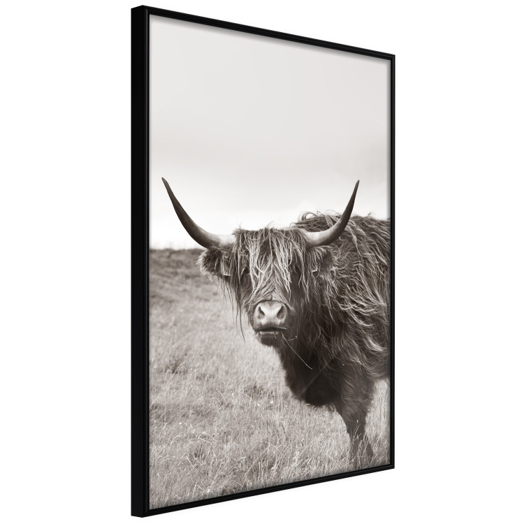 Wall Poster Ancient - animal with long hair against a field and clear sky 130271 additionalImage 13