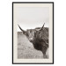 Wall Poster Ancient - animal with long hair against a field and clear sky 130271 additionalThumb 19