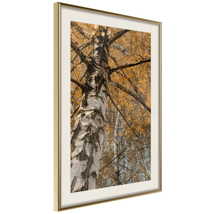 Poster Autumn Palette - autumn landscape of trees with golden leaves 131771 additionalImage 3