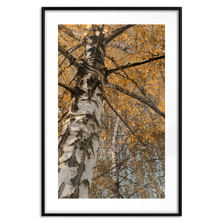 Poster Autumn Palette - autumn landscape of trees with golden leaves 131771 additionalImage 15