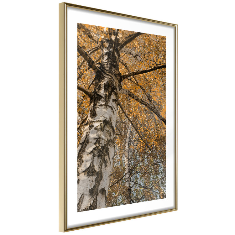 Poster Autumn Palette - autumn landscape of trees with golden leaves 131771 additionalImage 9