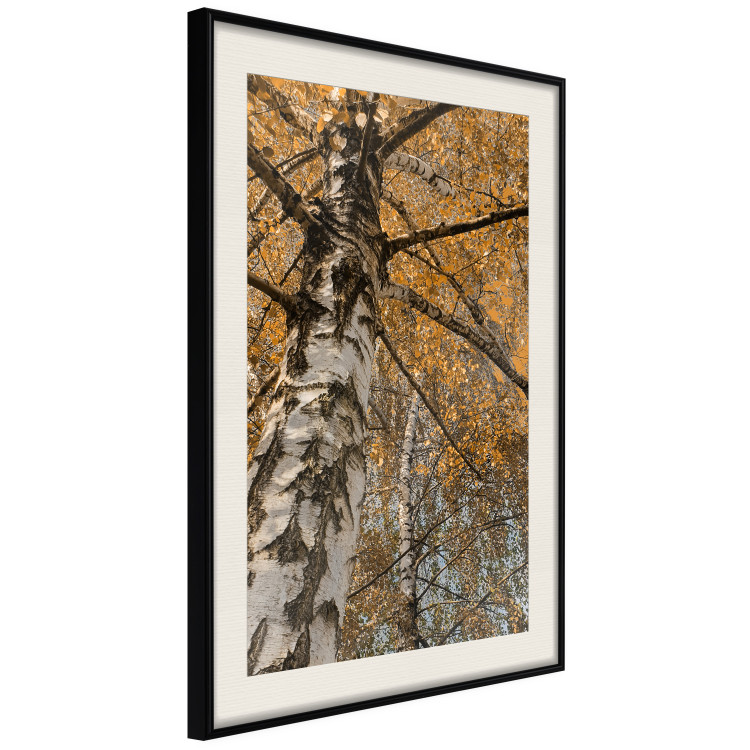 Poster Autumn Palette - autumn landscape of trees with golden leaves 131771 additionalImage 2