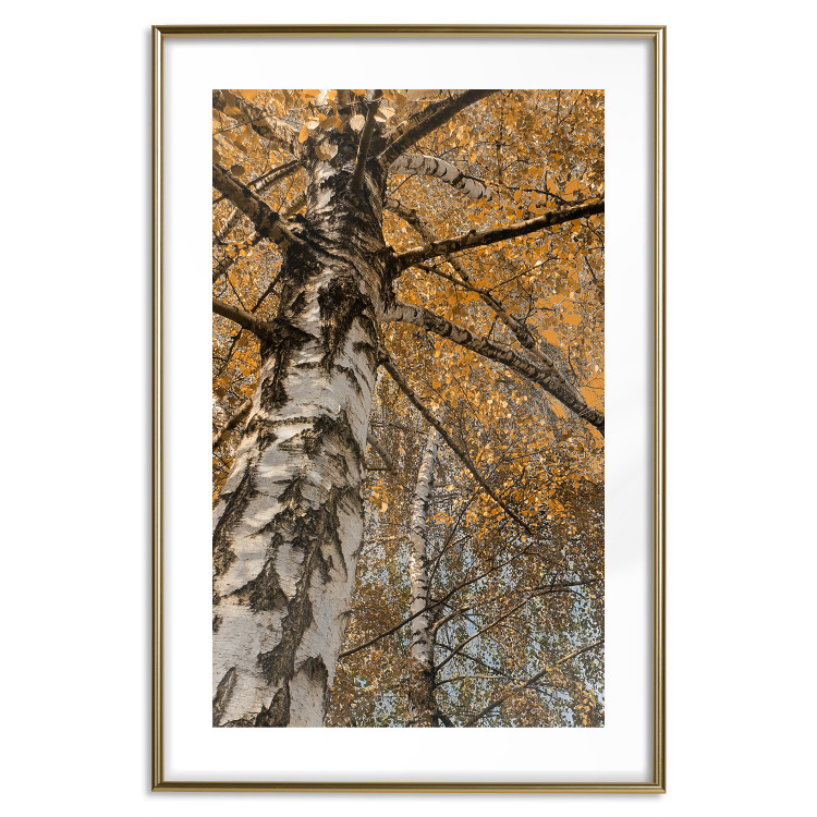 Poster Autumn Palette - autumn landscape of trees with golden leaves 131771 additionalImage 16