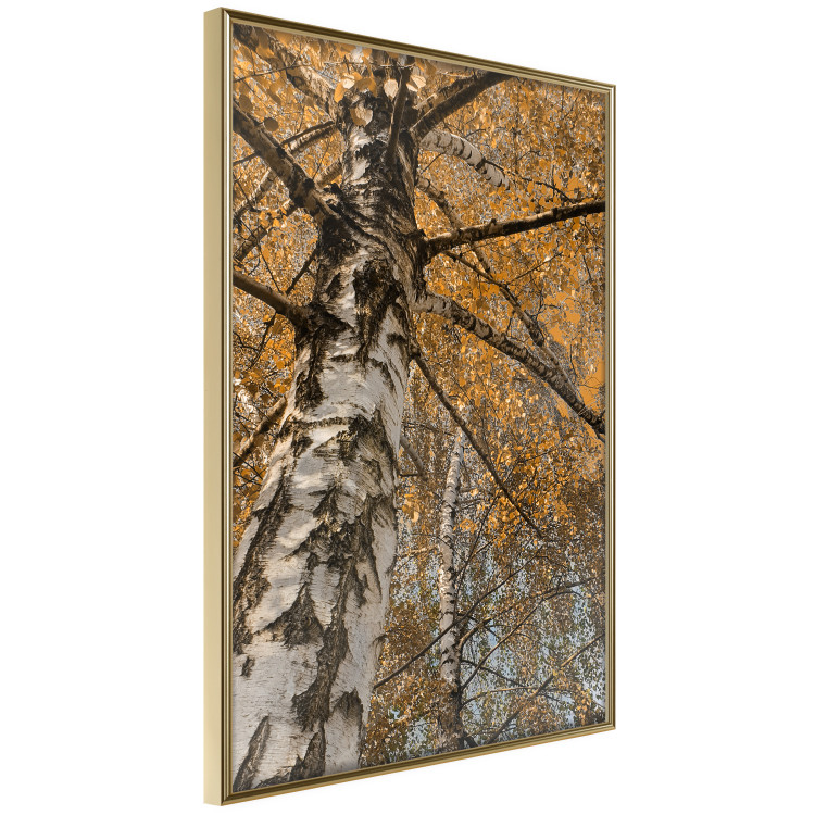 Poster Autumn Palette - autumn landscape of trees with golden leaves 131771 additionalImage 14