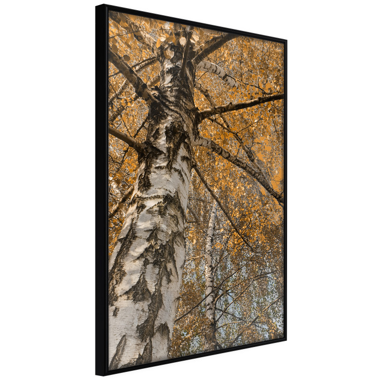 Poster Autumn Palette - autumn landscape of trees with golden leaves 131771 additionalImage 13