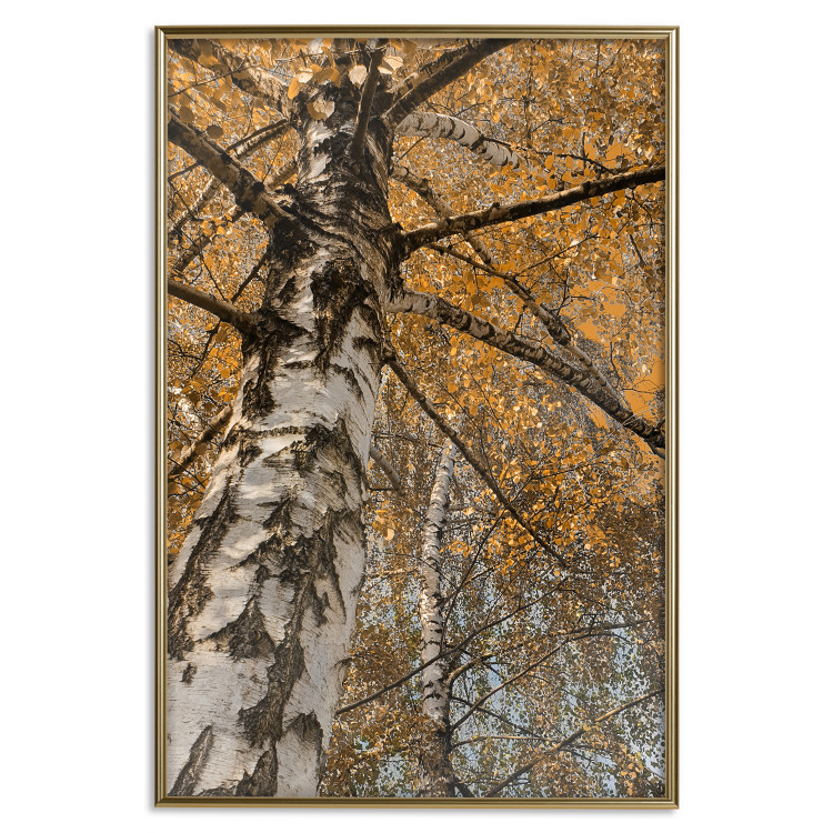 Poster Autumn Palette - autumn landscape of trees with golden leaves 131771 additionalImage 17