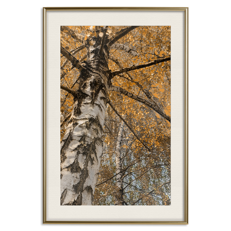 Poster Autumn Palette - autumn landscape of trees with golden leaves 131771 additionalImage 20