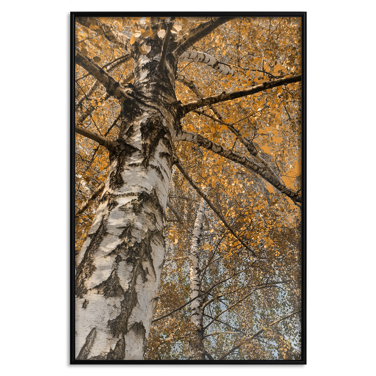 Poster Autumn Palette - autumn landscape of trees with golden leaves 131771 additionalImage 18