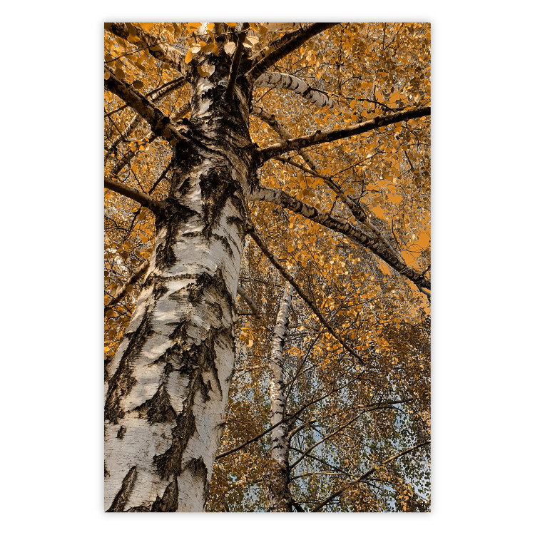Poster Autumn Palette - autumn landscape of trees with golden leaves 131771