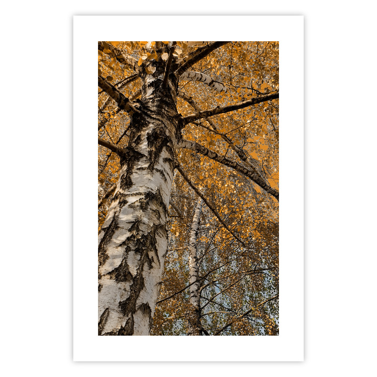 Poster Autumn Palette - autumn landscape of trees with golden leaves 131771 additionalImage 25
