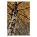 Poster Autumn Palette - autumn landscape of trees with golden leaves 131771