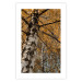 Poster Autumn Palette - autumn landscape of trees with golden leaves 131771 additionalThumb 25