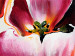 Canvas Tulips in the Sun (3-piece) - Colourful flowers on a solid background 48671 additionalThumb 3