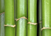 Canvas Bamboo- harmony and simplicity 58771 additionalThumb 5