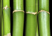 Canvas Bamboo- harmony and simplicity 58771 additionalThumb 4