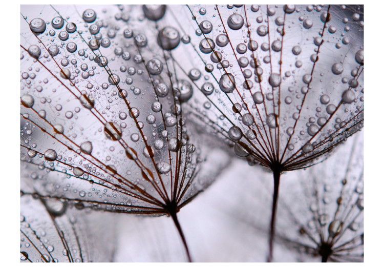 Wall Mural Dandelion and Morning Dew - Close-up of Flowers with Water Droplets 60371 additionalImage 1