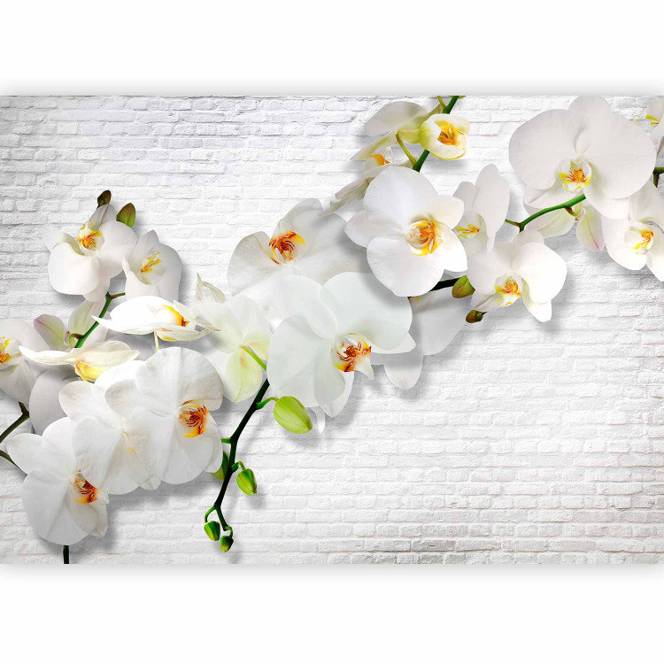 Wall Mural Blooming Nature - Composition with orchid and buds on a white wall background 61871 additionalImage 5
