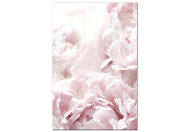 Canvas Art Print Beauty of Nature (1-part) - Peony Flowers in Shades of Pink 114981