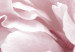 Canvas Art Print Beauty of Nature (1-part) - Peony Flowers in Shades of Pink 114981 additionalThumb 5