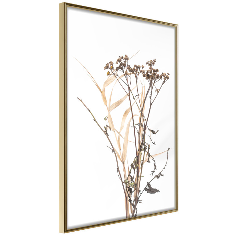 Poster Chamomile - simple autumn composition with a botanical motif on a white background 119181 additionalImage 13