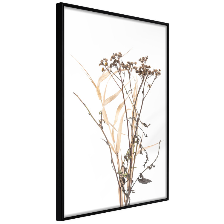 Poster Chamomile - simple autumn composition with a botanical motif on a white background 119181 additionalImage 2