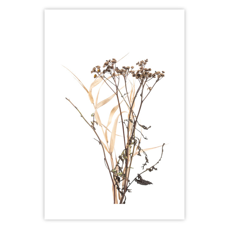 Poster Chamomile - simple autumn composition with a botanical motif on a white background 119181 additionalImage 25